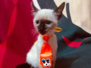 Gato raça Siames  idade 2 a 6 meses nome Kiko 