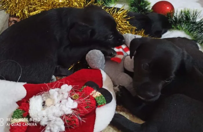 Cachorro ra a Indefinido idade 2 a 6 meses nome Filhotes