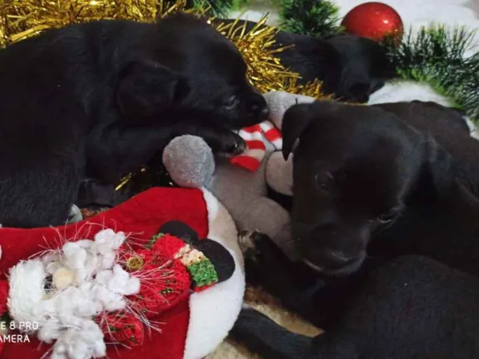 Cachorro ra a Indefinido idade 2 a 6 meses nome Filhotes