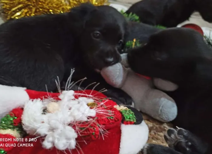 Cachorro ra a Indefinido idade 2 a 6 meses nome Filhotes