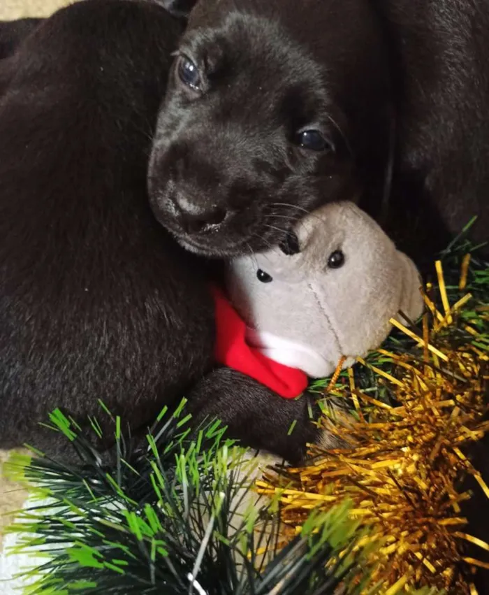 Cachorro ra a Indefinido idade 2 a 6 meses nome Filhotes