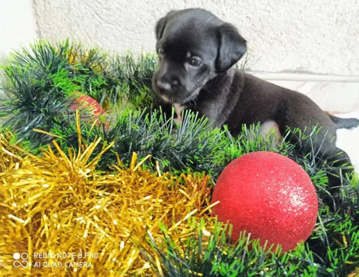 Cachorro ra a Indefinido idade 2 a 6 meses nome Filhotes