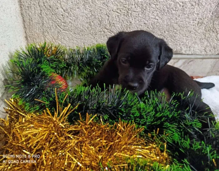 Cachorro ra a Indefinido idade 2 a 6 meses nome Filhotes