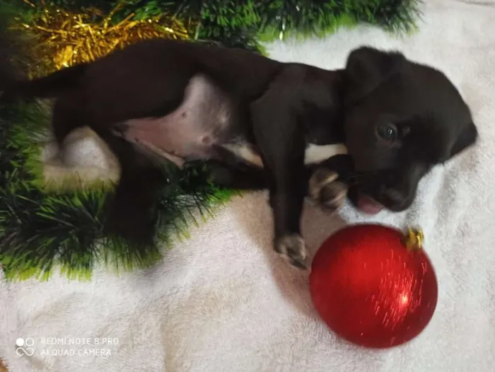 Cachorro ra a Indefinido idade 2 a 6 meses nome Filhotes