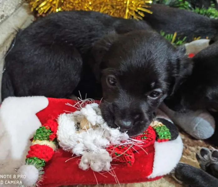 Cachorro ra a Indefinido idade 2 a 6 meses nome Filhotes