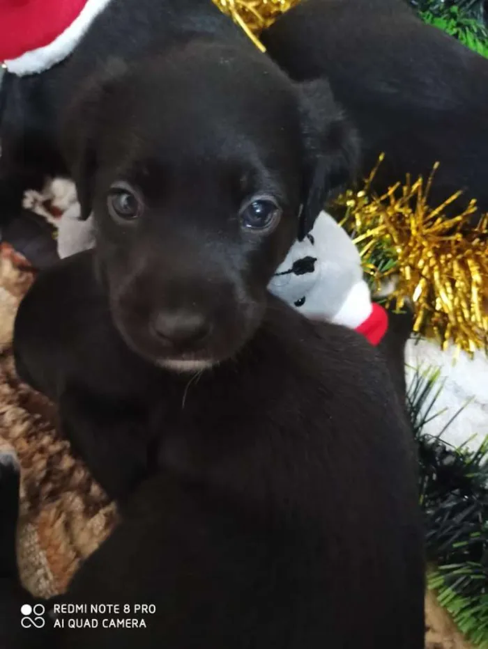 Cachorro ra a Indefinido idade 2 a 6 meses nome Filhotes