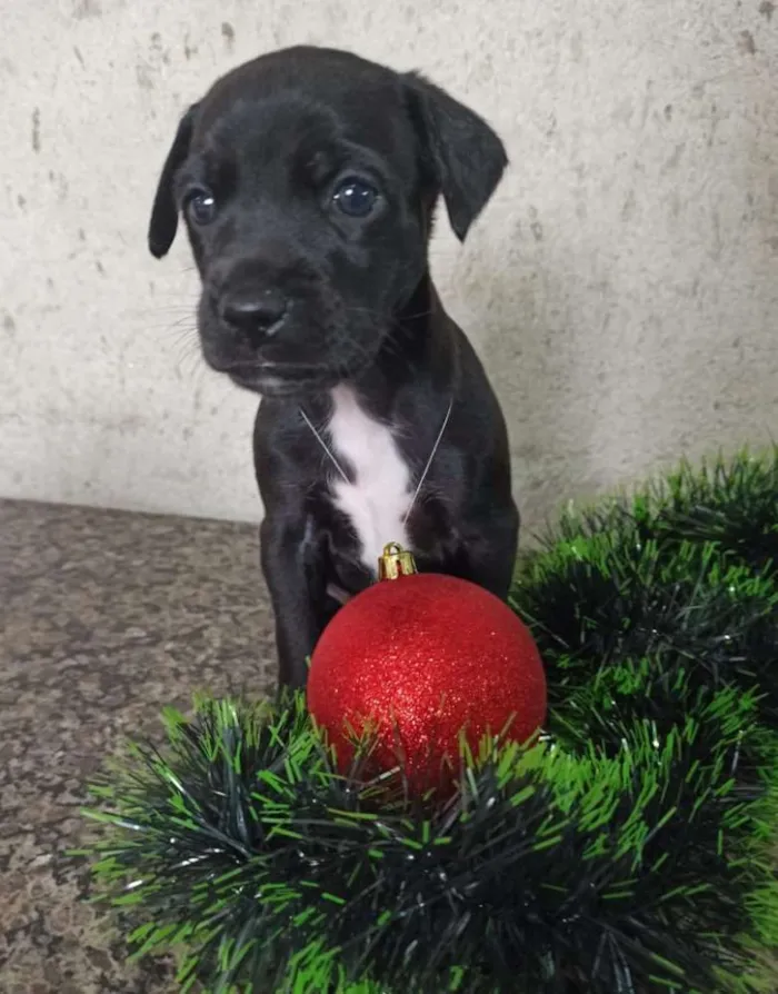 Cachorro ra a Indefinido idade 2 a 6 meses nome Filhotes