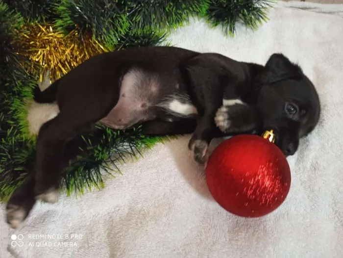 Cachorro ra a Indefinido idade 2 a 6 meses nome Filhotes