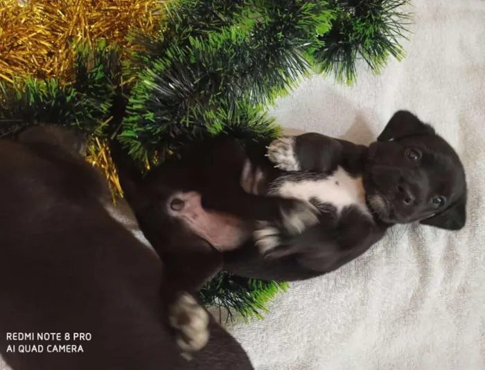 Cachorro ra a Indefinido idade 2 a 6 meses nome Filhotes