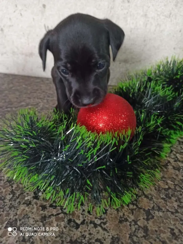 Cachorro ra a Indefinido idade 2 a 6 meses nome Filhotes