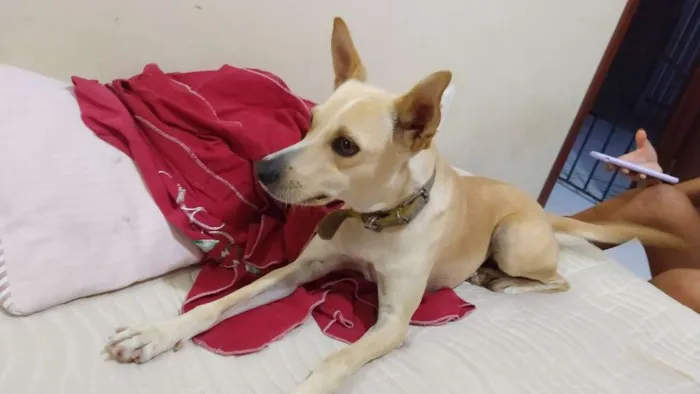 Cachorro raça Vira lata idade 3 anos nome Belinha