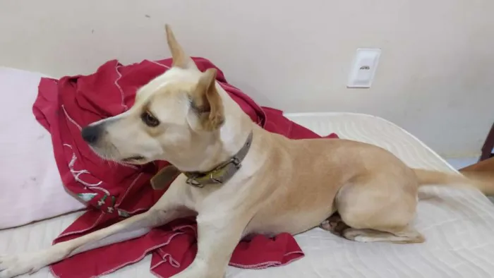Cachorro raça Vira lata idade 3 anos nome Belinha
