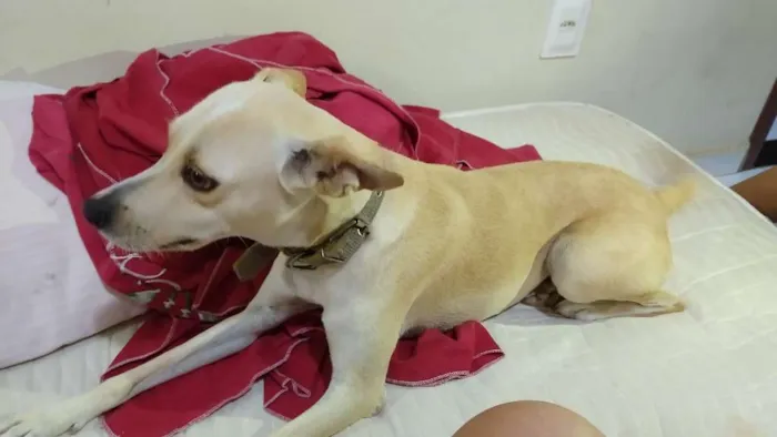 Cachorro raça Vira lata idade 3 anos nome Belinha