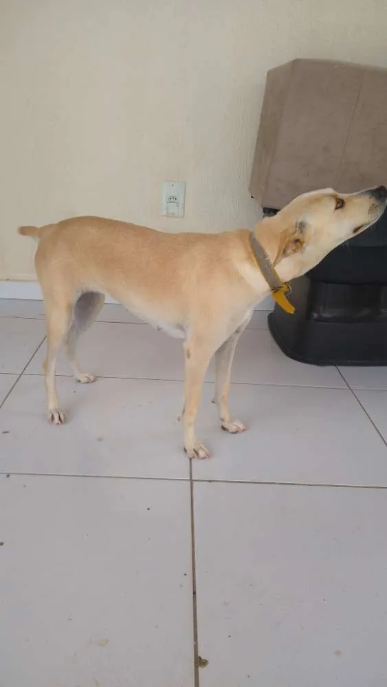 Cachorro raça Vira lata idade 3 anos nome Belinha