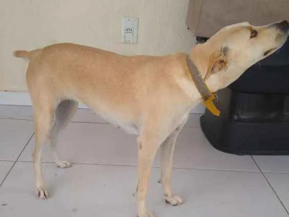 Cachorro raça Vira lata idade 3 anos nome Belinha