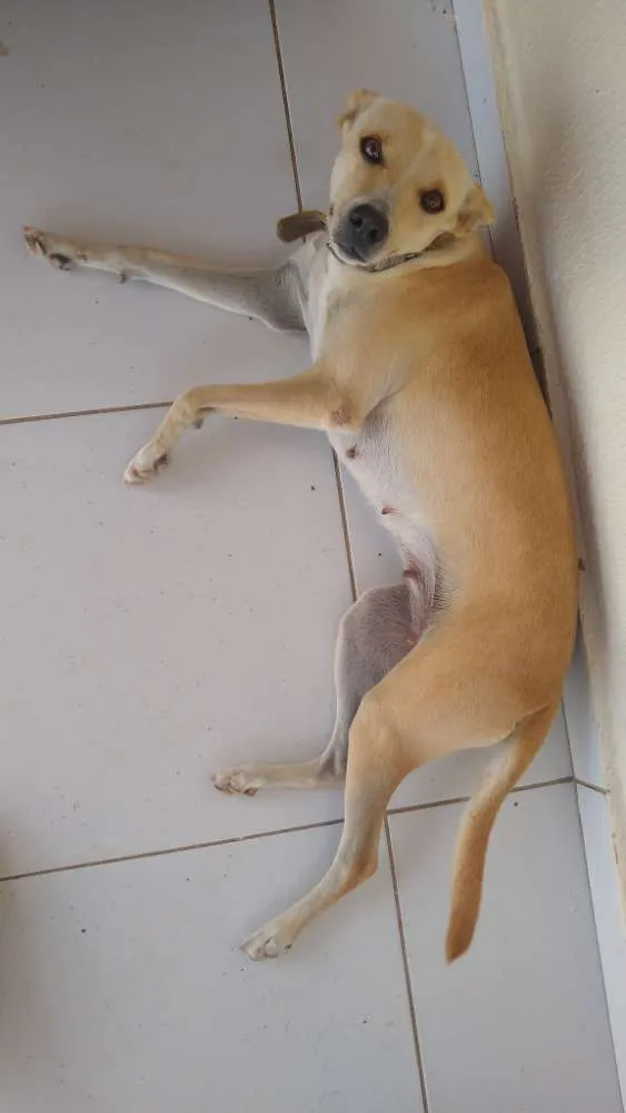 Cachorro raça Vira lata idade 3 anos nome Belinha