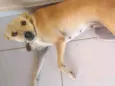 Belinha
