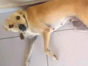 Cachorro raça Vira lata idade 3 anos nome Belinha