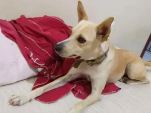 Cachorro raça Vira lata idade 3 anos nome Belinha