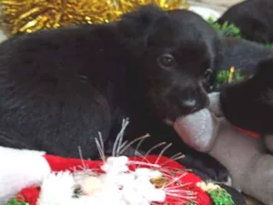 Cachorro raça Indefinido idade 2 a 6 meses nome Filhotes