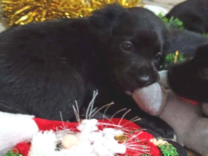 Cachorro ra a Indefinido idade 2 a 6 meses nome Filhotes