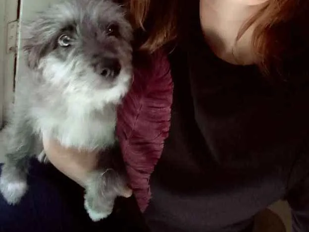 Cachorro ra a Lhasa apsa idade 2 a 6 meses nome Hanna