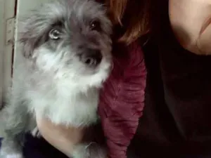 Cachorro raça Lhasa apsa idade 2 a 6 meses nome Hanna