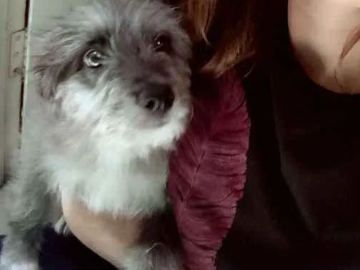 Cachorro ra a Lhasa apsa idade 2 a 6 meses nome Hanna