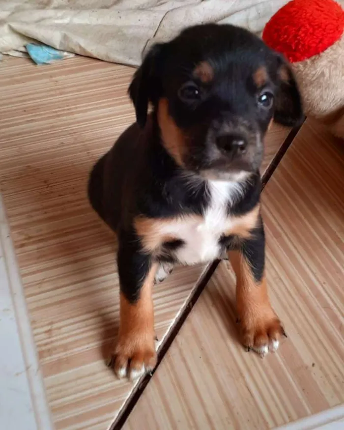 Cachorro ra a Srd idade Abaixo de 2 meses nome Nina