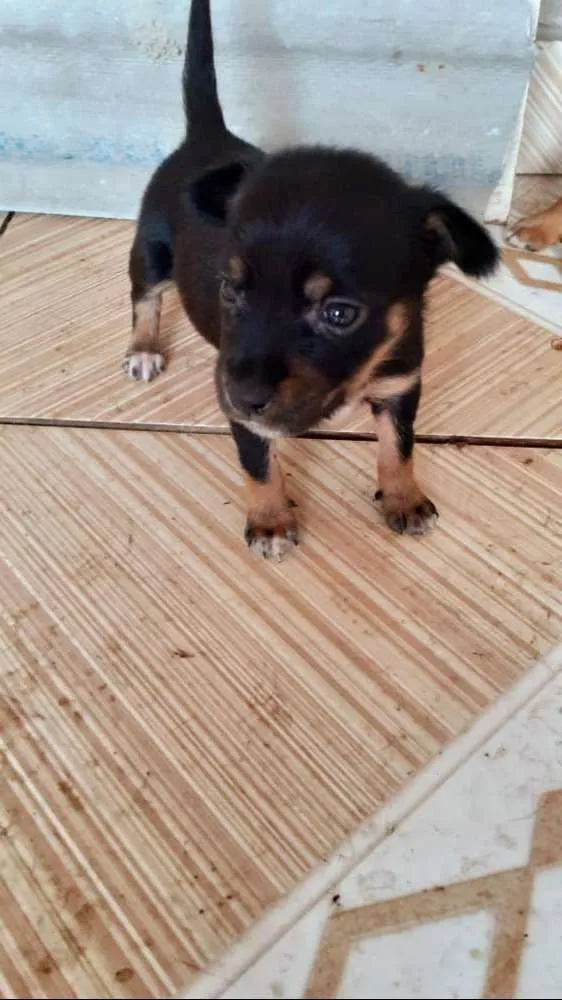 Cachorro ra a Srd idade Abaixo de 2 meses nome July