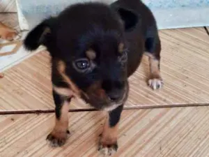 Cachorro raça Srd idade Abaixo de 2 meses nome July