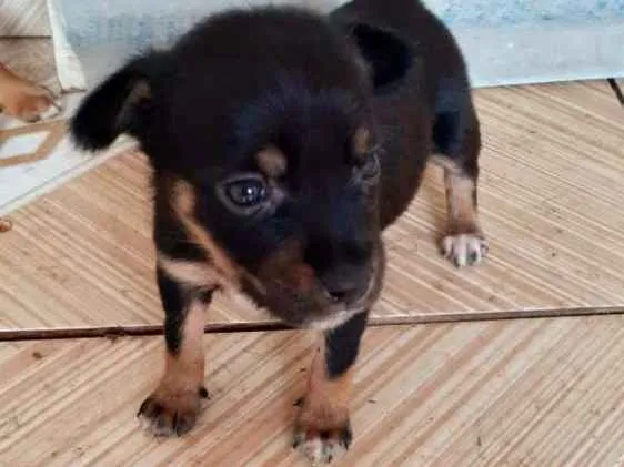 Cachorro ra a Srd idade Abaixo de 2 meses nome July