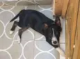 LAYKA