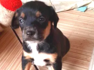 Cachorro raça Srd idade Abaixo de 2 meses nome Nina