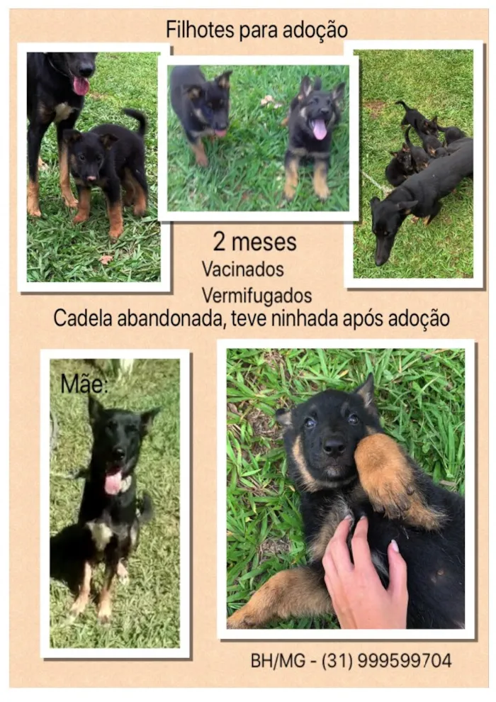 Cachorro raça Mestiço de pastor  idade Abaixo de 2 meses nome Sem nome 