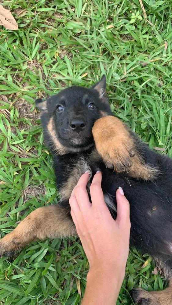 Cachorro raça Mestiço de pastor  idade Abaixo de 2 meses nome Sem nome 
