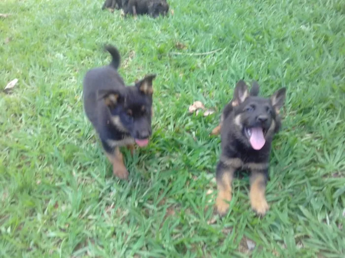 Cachorro raça Mestiço de pastor  idade Abaixo de 2 meses nome Sem nome 