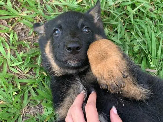 Cachorro raça Mestiço de pastor  idade Abaixo de 2 meses nome Sem nome 