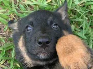 Cachorro raça Mestiço de pastor  idade Abaixo de 2 meses nome Sem nome 