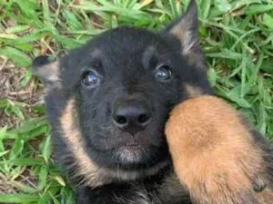 Cachorro raça Mestiço de pastor  idade Abaixo de 2 meses nome Sem nome 