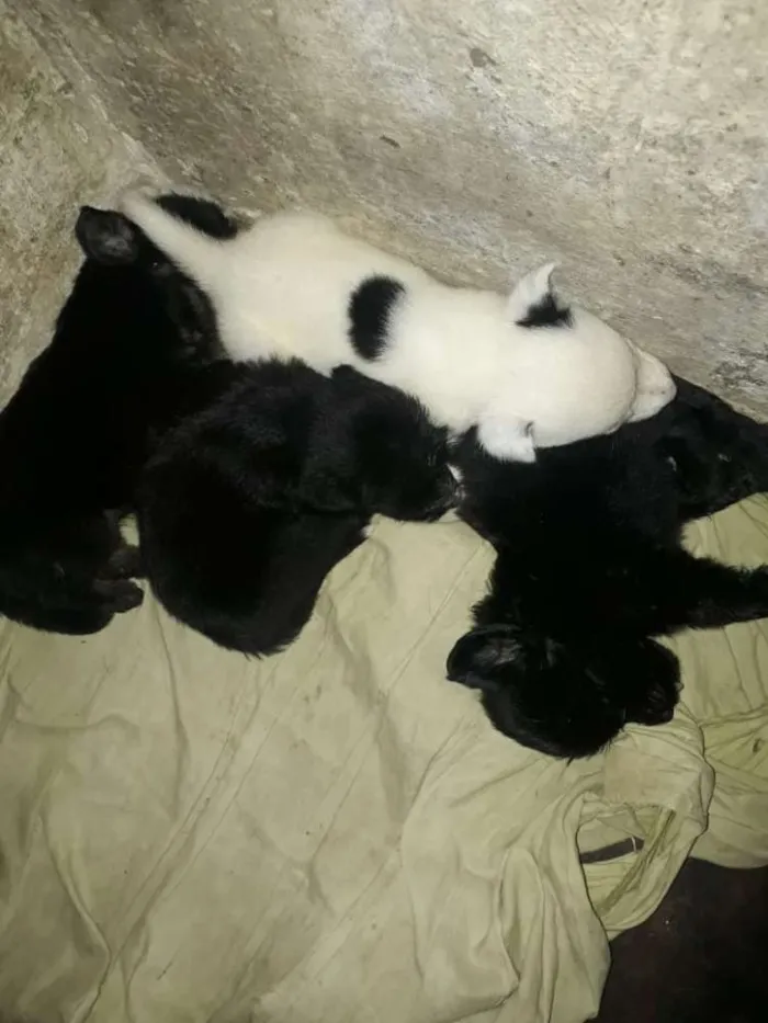 Cachorro ra a  poodle idade 2 a 6 meses nome Max , laureta , bob