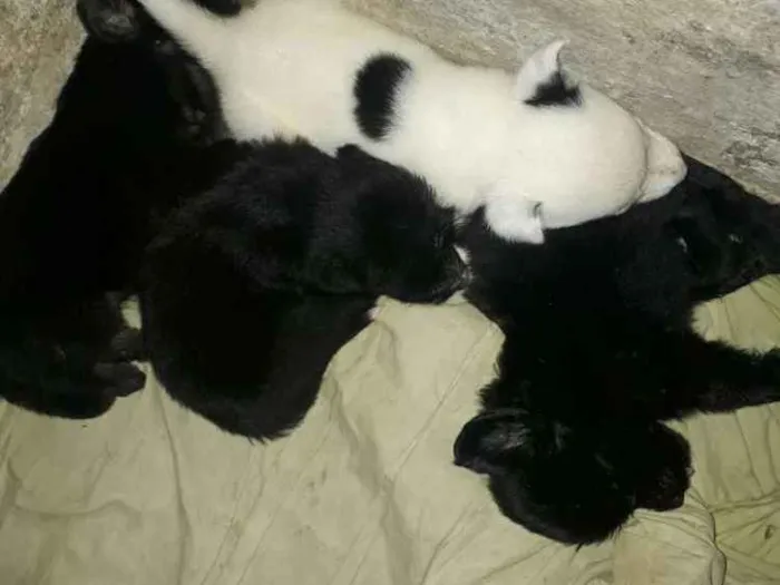 Cachorro ra a  poodle idade 2 a 6 meses nome Max , laureta , bob