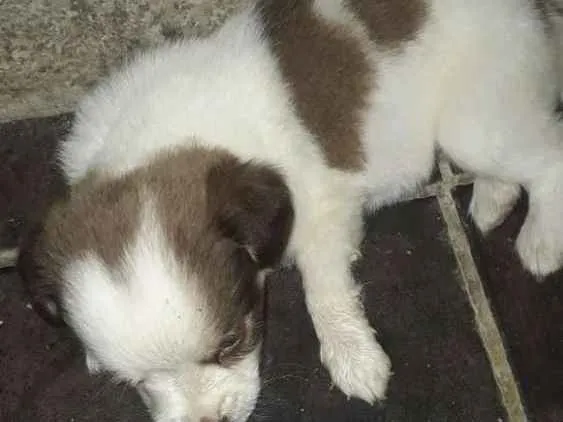 Cachorro ra a Podle  idade 2 a 6 meses nome Laura