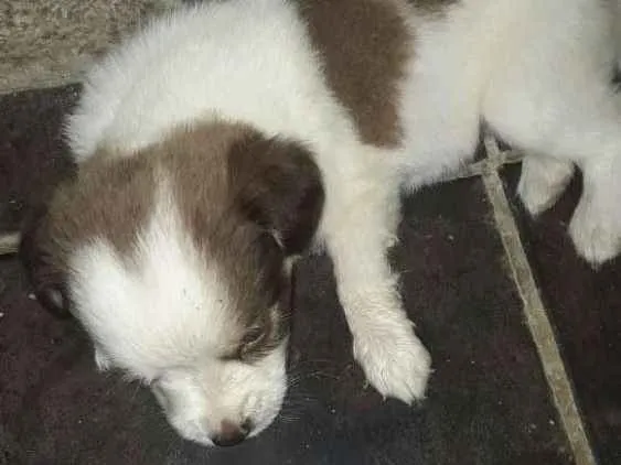 Cachorro ra a Podle  idade 2 a 6 meses nome Laura