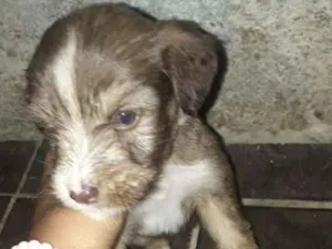 Cachorro raça Podle  idade 2 a 6 meses nome Max