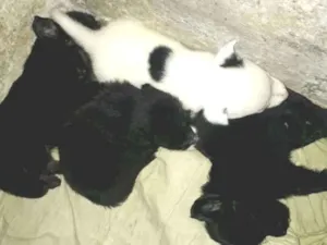 Cachorro raça  poodle idade 2 a 6 meses nome Max , laureta , bob