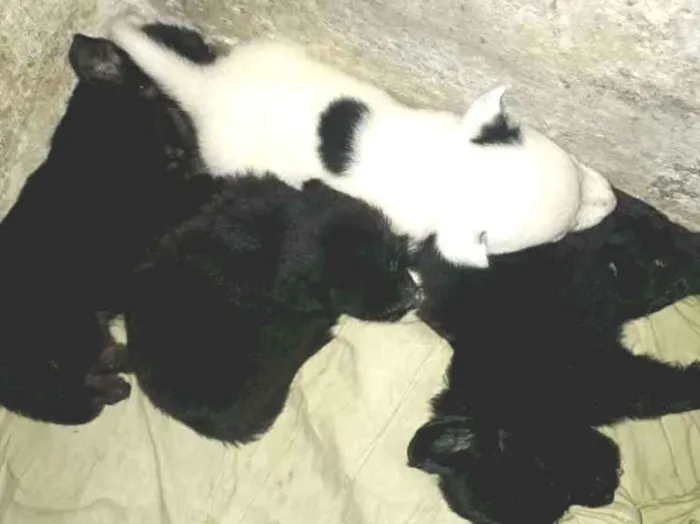Cachorro ra a  poodle idade 2 a 6 meses nome Max , laureta , bob