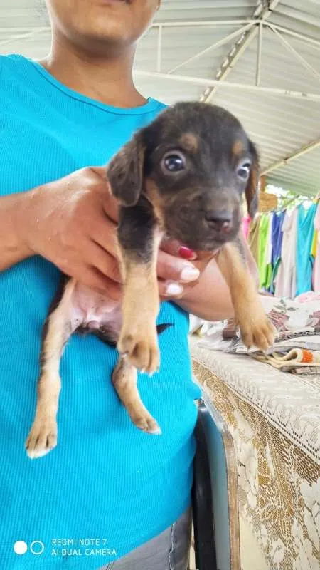 Cachorro raça ViraLata Mestiço de Rottweiler idade 2 a 6 meses nome Cacau