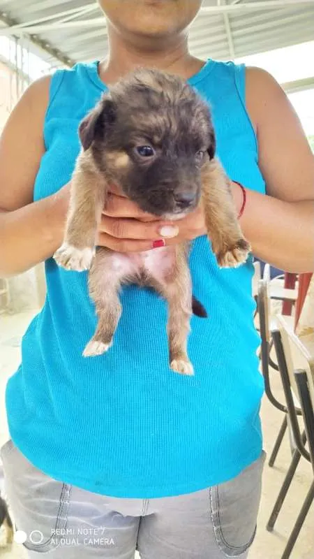 Cachorro raça ViraLata Mestiço de Rottweiler idade 2 a 6 meses nome Cacau