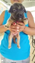 Cacau